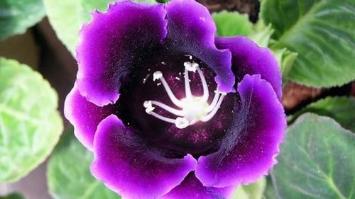 3种喜阴花,摆在北阳台,少晒太阳,少管它,阳台上开满了花