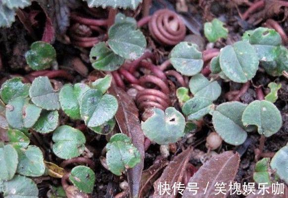 此种植物是多年生长的球根花,又叫兔耳花,花开2、3朵成簇