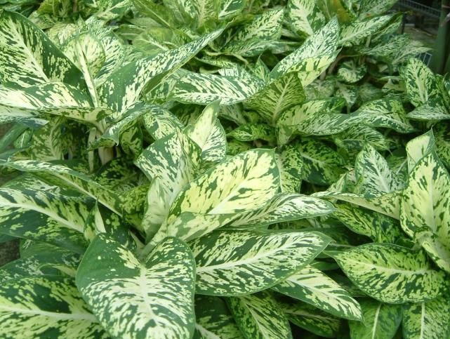 叶子|这些观叶类植物,叶子比花还好看,你喜欢吗?