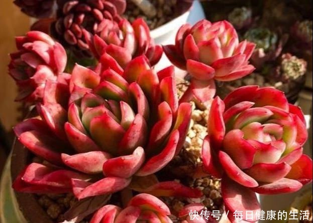 多肉惯着养,早晚变成“大白菜”,饥渴3个月,状态美成仙!