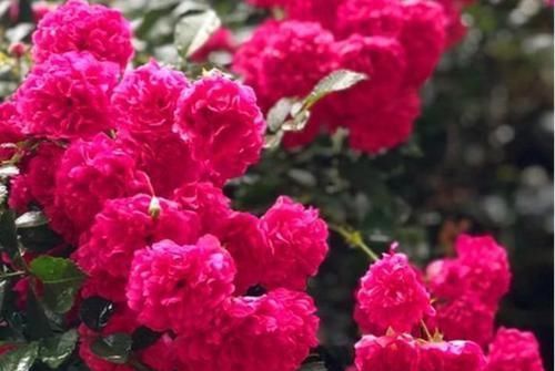 4种“女神花”,漂亮好养,开花量大,十里飘香,你养了吗