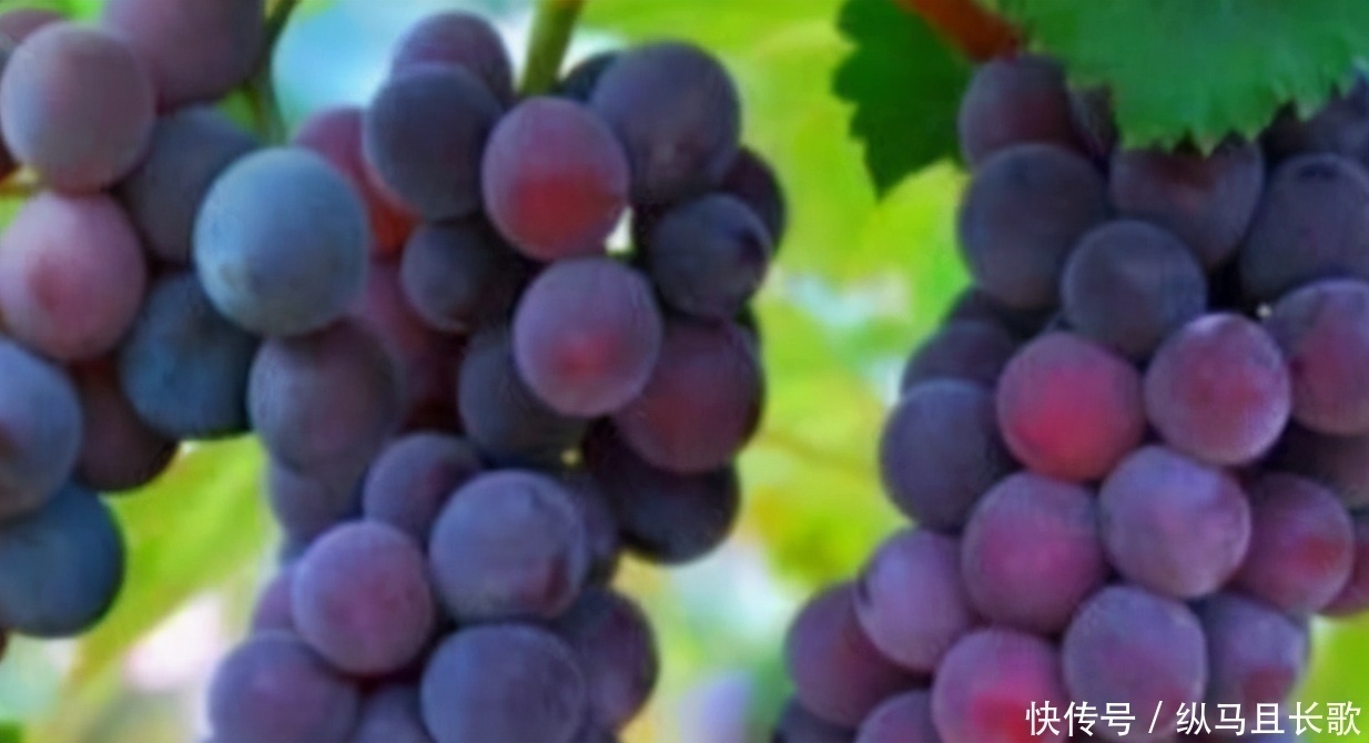 延缓衰老|女性过了45岁，要舍得3种食物，补充雌激素，有助于延缓衰老