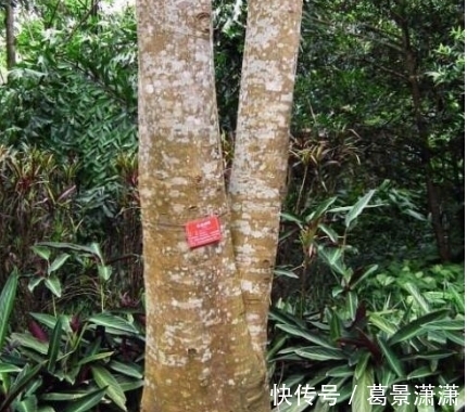 毒箭木:世界上最毒的树木,几滴放倒一头牛,古人用它制作毒箭