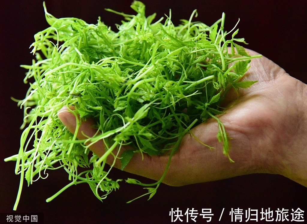 枸杞|这几样中药让你补血又养气，衰老都走开