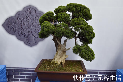 松柏类|制作盆景时，很少的盆土能满足树木的生长吗？盆土越少，盆景的养护难度越大