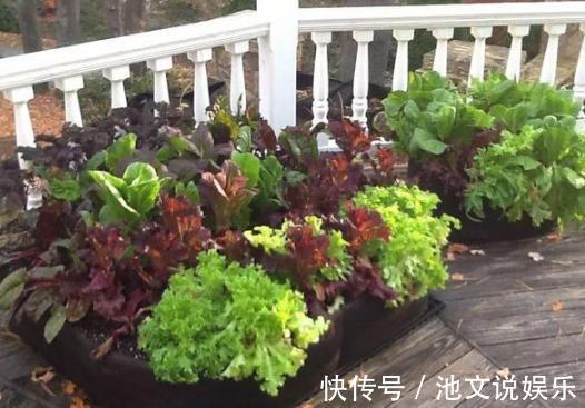 犯愁养花还是种菜别选了,种植8种蔬菜盆栽看着五颜六色