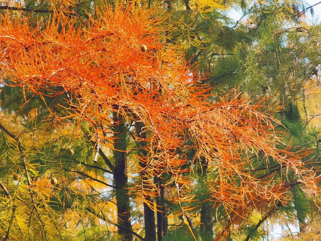 产业链|大自然把调色盘打翻掉这儿了！青浦“水上森林”进入最佳观赏期