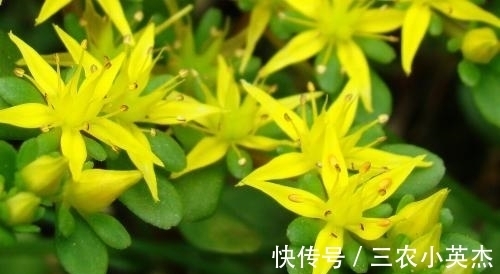 凹叶景天|农村此野草,不仅能够清热解毒,而且还能够治疗跌打损伤