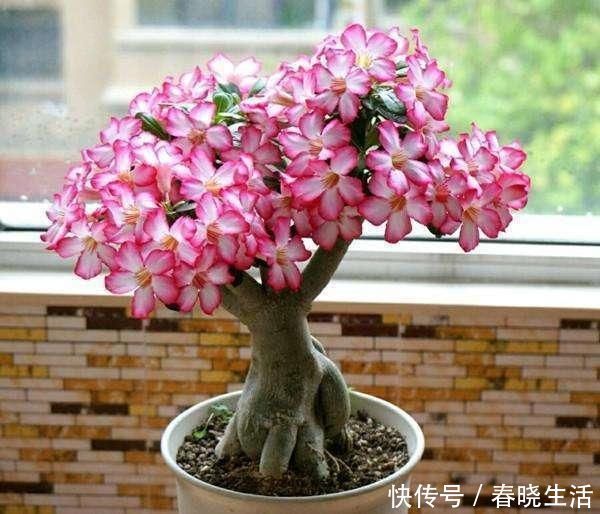 天竺葵|这3种花夏天能暴晒,越晒活力更足,开花更旺