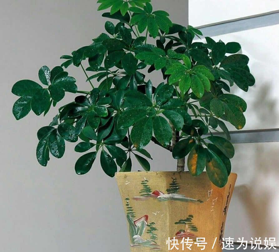 此5种植物，堪称“净化利器”，好养又好看，绿萝只能排第4