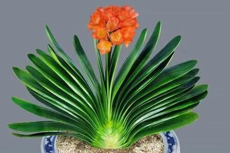 君子兰要怎么养才会早开花呢?有技巧吗?