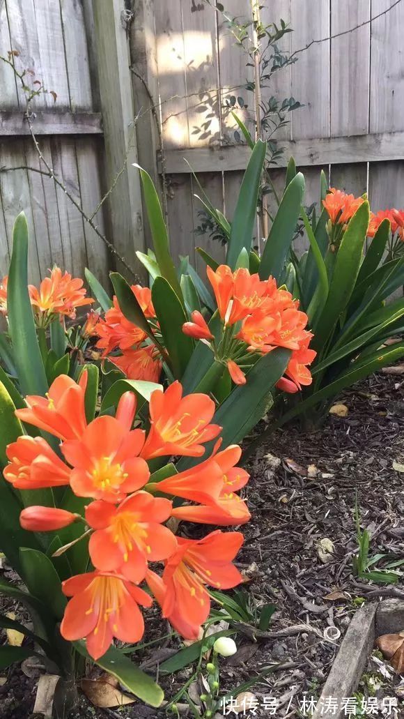 君子兰开花“讲究大”,简单改一改,花箭呼呼冒,花比拳头大!