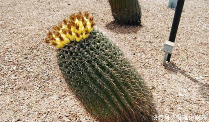 越长越|仙人掌怎么越长越歪这种情况要提前发现,不然生长会出现问题