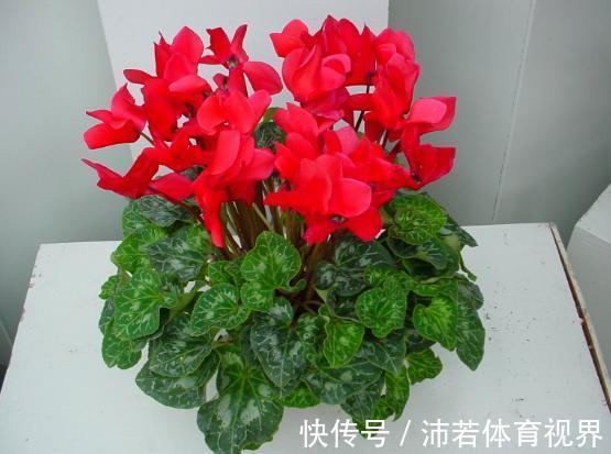 冬天|石竹花、大丽花、仙客来、飘香藤，冬日养殖，砰砰开花