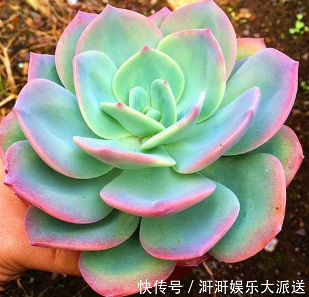 白凤|家中常备“巨无霸”多肉，养家里能撑场面，多肉爱好者们快养一盆