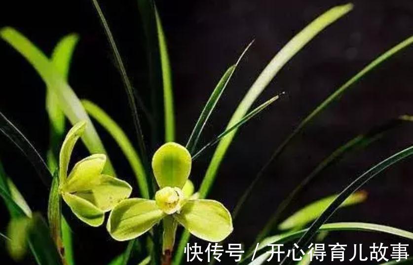 冬天这些花不能喷水