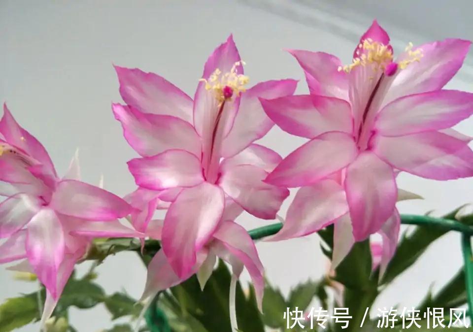 发财树|天气冷气温低,这些花要干养,少浇水才不易受冻和烂根