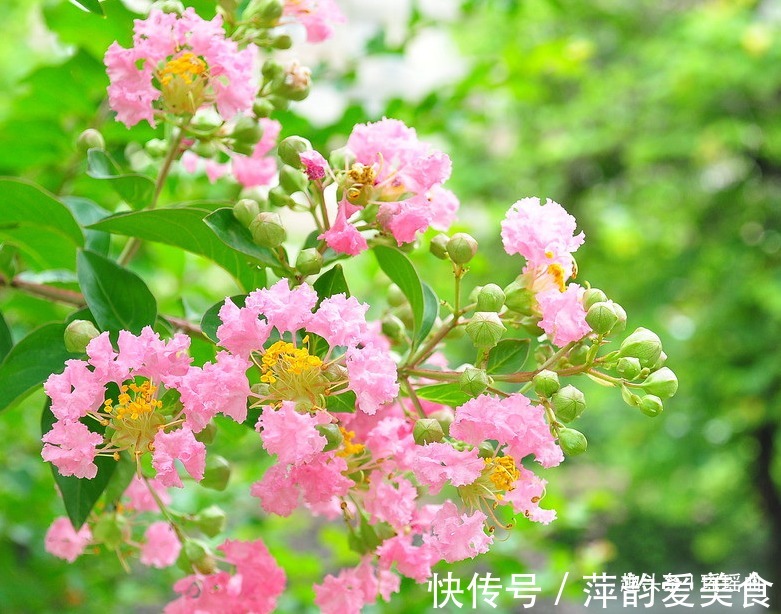 此花枝繁叶茂色彩穗繁,姹紫嫣红成一道靓丽的风景线,是好运之花