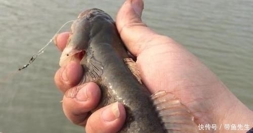小编|河里钓了几条鱼,老大爷叫它“蟹虎鱼”,这些鱼能吃吗,求鉴定