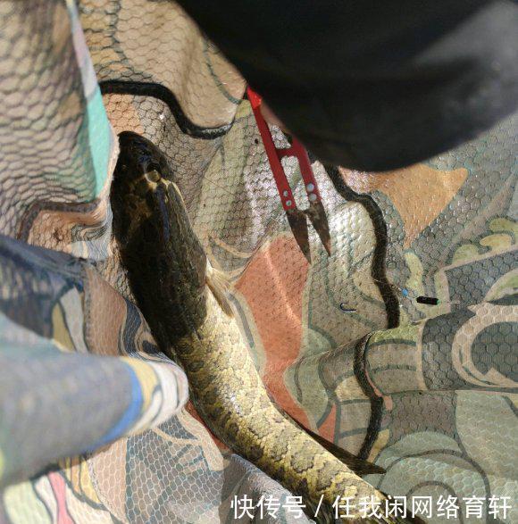 老乡|广东汕头水库黑鱼泛滥,附近老乡有人开车载鱼上岸