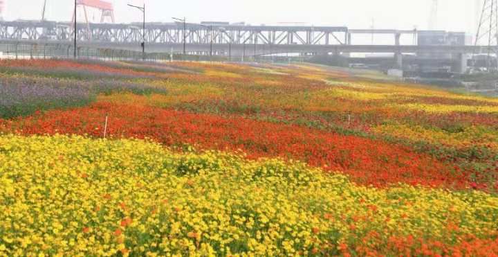 杭州亚运村|“钱江潮水”跃上花海 杭州亚运村周边景观大提升