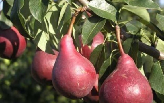 红梨|一种可以吸着吃的梨,受到很多人的喜欢,来了解一下