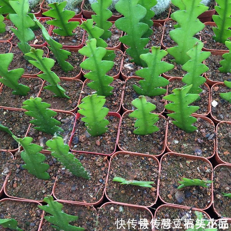 此5种植物，叶子“奇特”又漂亮，养在家里大气、又好看