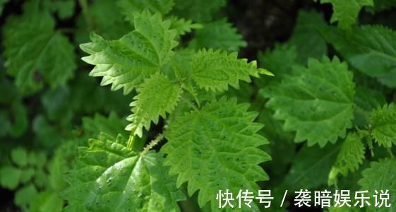 此物|在农村此物亦草亦花,可解蝎子毒马蜂毒,可治中暑消肿止痛!