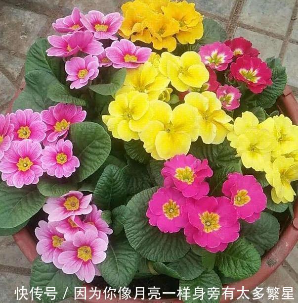 养花|橘子皮扔掉太浪费了!这样处理用作养花,植株根叶嗖嗖疯长