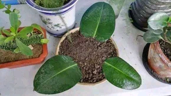 春天,这八种花剪个枝插土里就活,养养就开花,错过就要等明年了