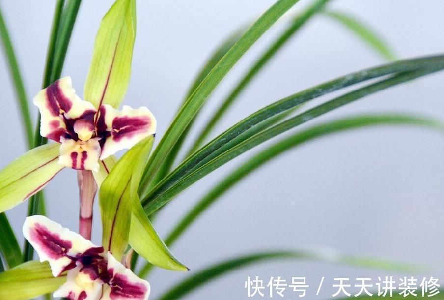 风雨兰|兰花难养,这些替代品可以选择,美起来不输兰花