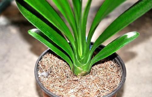 土壤|君子兰长得慢,一年也见不到2片新叶,用个技巧长得飞快,亮又大