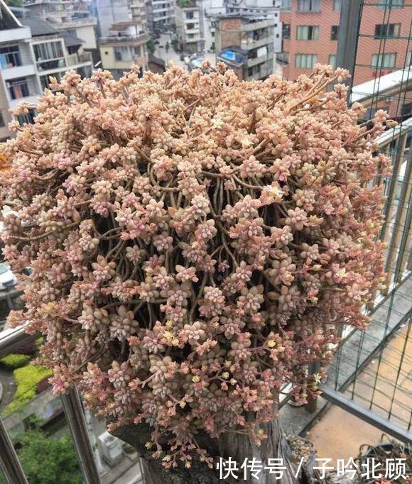 张大妈家的“多肉”又爆盆了,把我给看得“眼红”了!