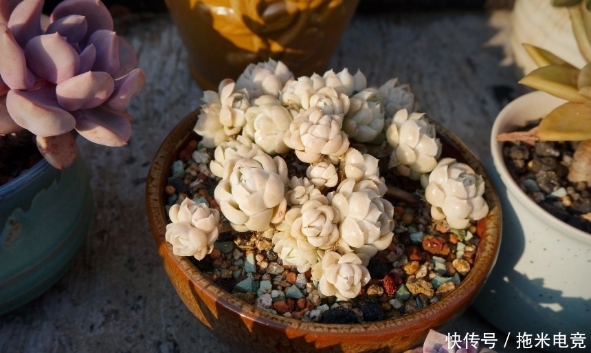 春天，去天台赏肉