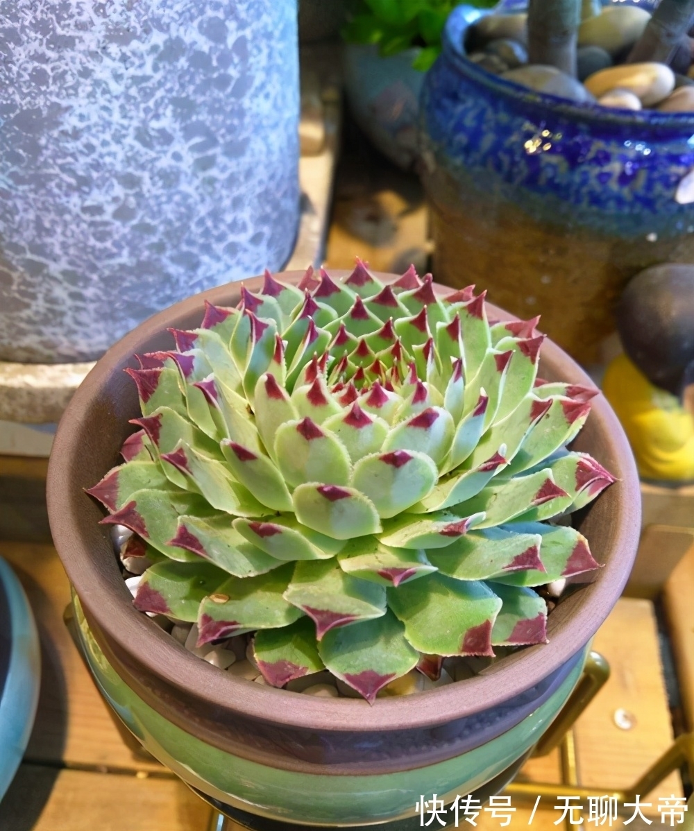 长生草属的多肉,简介紫牡丹、百惠、红勋花、草莓卷娟、观音莲