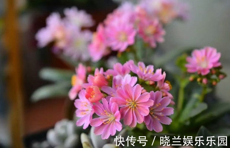 虫害|养花的4种虫害，打药都很难清除，如果遇到，用这些方法试试