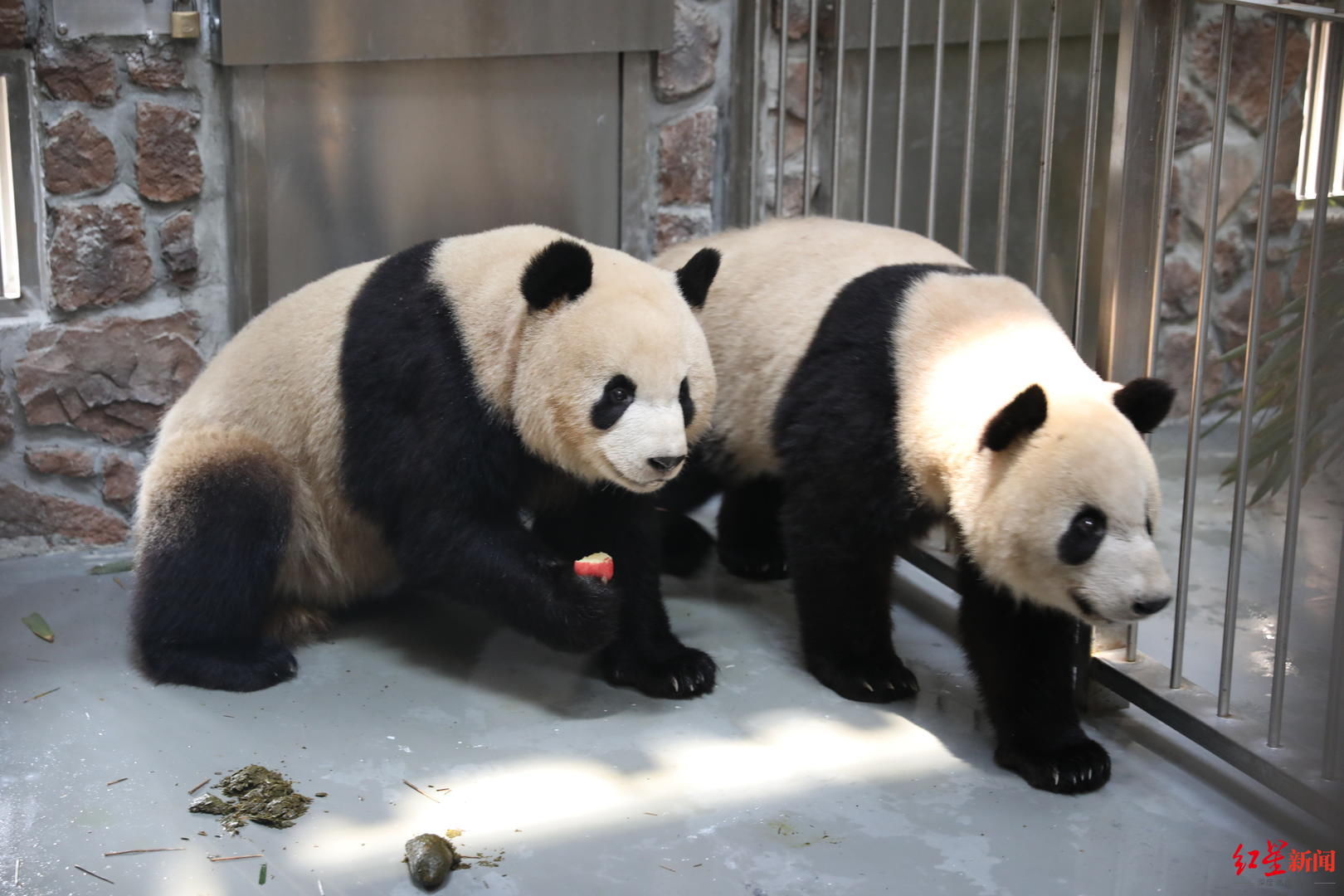 杨奎兴|更注重动物“隐私”！明年年初成都熊猫基地扩建区预开园，11个场馆亮相