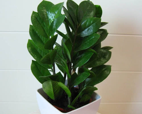 金钱树如何来扦插教你3个小步骤，扦插后生根迅速长势旺盛