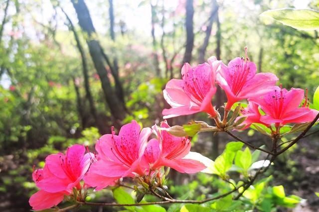 人间四月芳菲尽，万和杜鹃始盛开