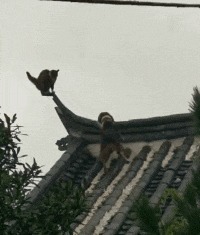 |搞笑GIF: 大姐你听解释 我真的不是故意撞上去的