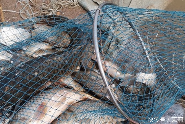 放生|想钓大鲤鱼很难么教你4招钓到手软,3斤一下直接放生!