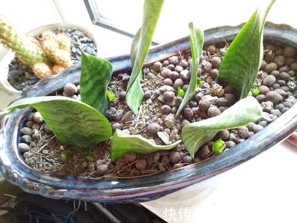 养护|悄悄告诉你,6种花“不用买”,1片叶子就能生根发芽、长爆盆