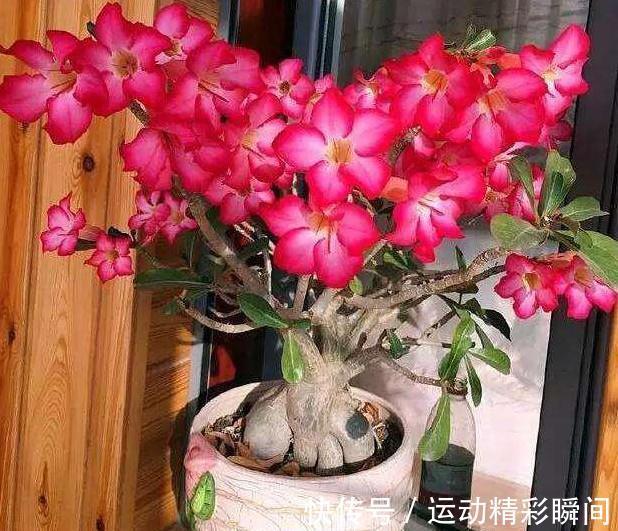 天冷需要多晒的“8种花”，有些还要“断粮少水”，不然熬不过冬