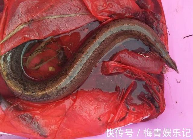 广东|涨水后,广东湛江河道刀鳅鱼泛滥,钓鱼人:钓得头疼