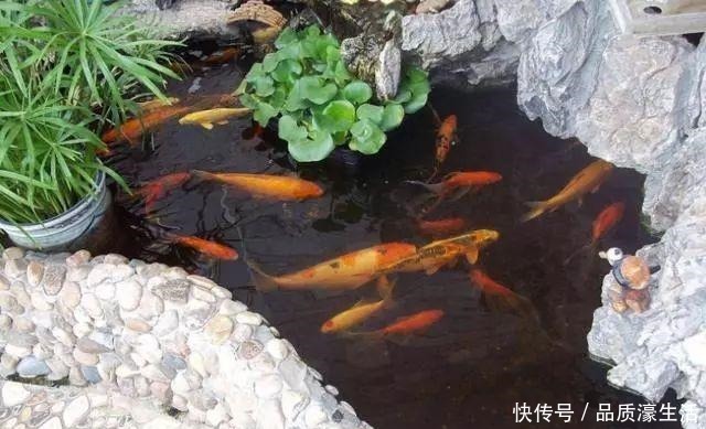 庭院里除了养花种草,还可以造个鱼池,每天逗鱼品茶,像世外桃源!
