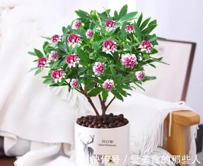 11月养花,建议选择3个品种,个个好看且好养