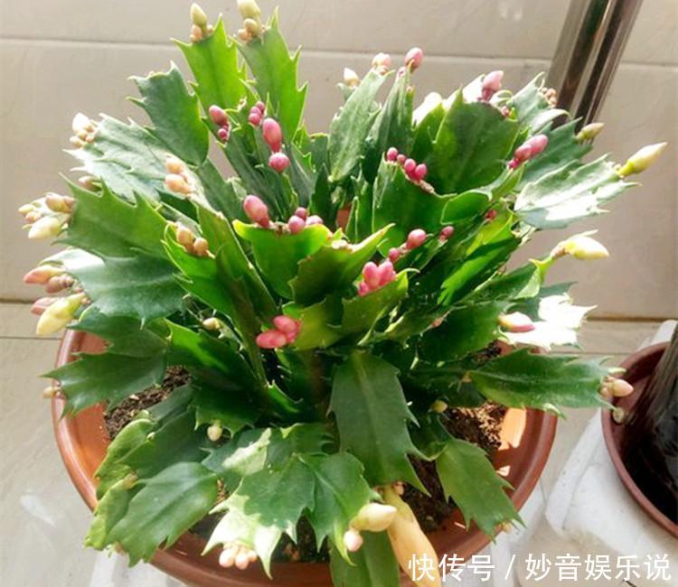 新叶|别让蟹爪兰开花了!想让叶子肥嘟嘟,长势好,现在就要这样养