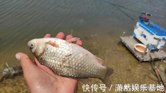 危害|灭绝性钓鱼危害真的不大吗？上百钓鱼人，五天钓光一沙坑