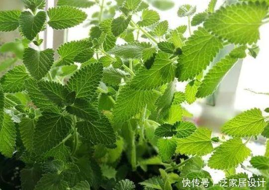 月季|喜欢月季,不如养盆精品月季“无限公主”,粉嫩娇贵,沁人心脾