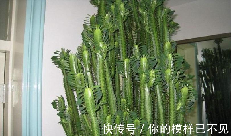植物|老人常说，别看三种树长得“丑”，但是它镇宅养人，招财进宝